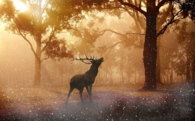 Meditation – Krafttierreise