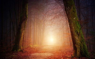 Meditation – Reise in den Körper deines Hundes